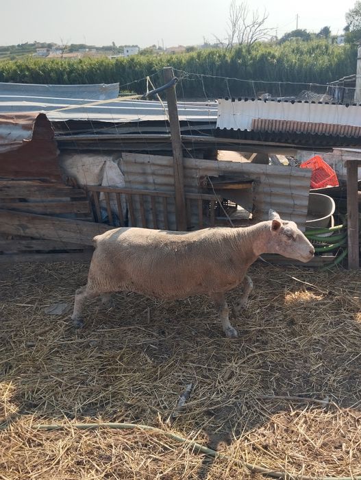 Tenho para venda cabras e ovelhas