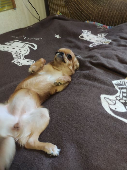 Дівчика Чікобарі