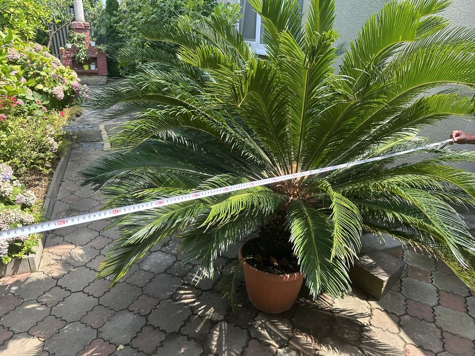 Сагова пальма