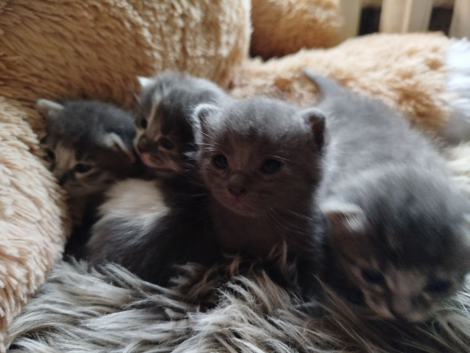 Кошенята в добрі руки