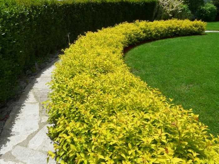 Спірея японська "Голден Прінцесс"