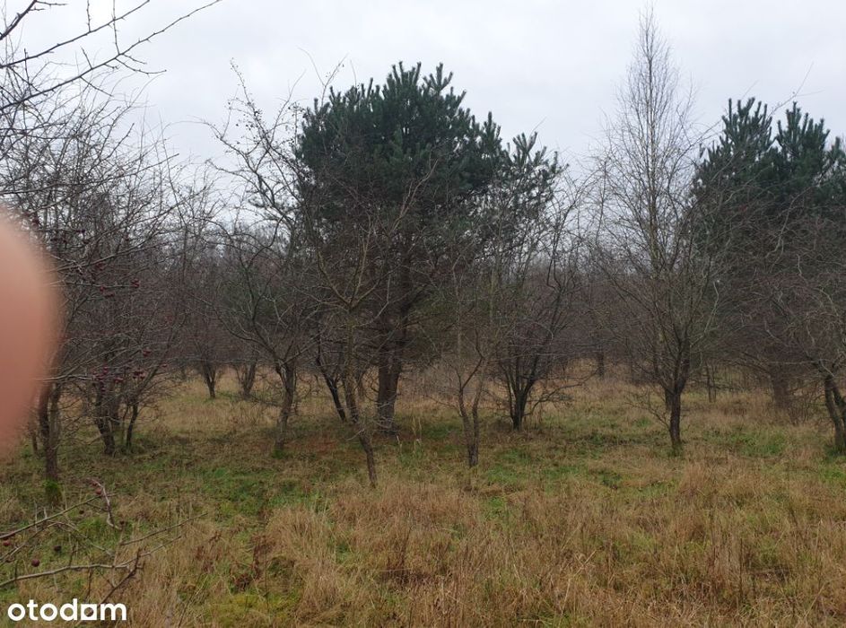6,75 ha z WZ na 20 domów – 5 km od morza – Charnowo/Ustka - Widok 5