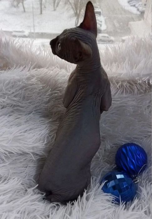 Котята сфинксики