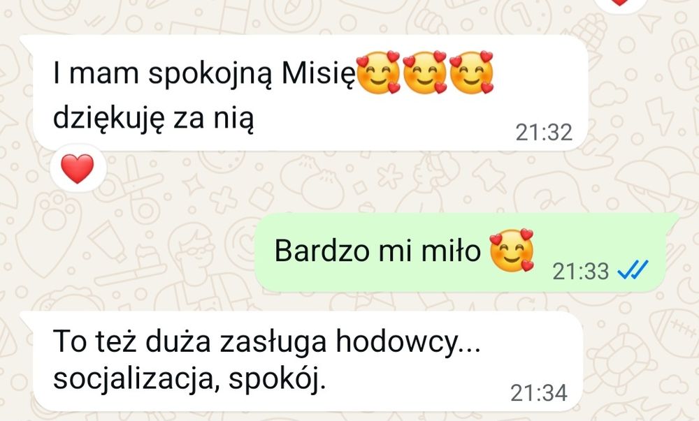 Malutki piesek shitzu