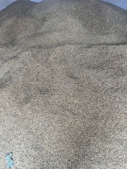 Owies tegoroczny sprzedam 2025