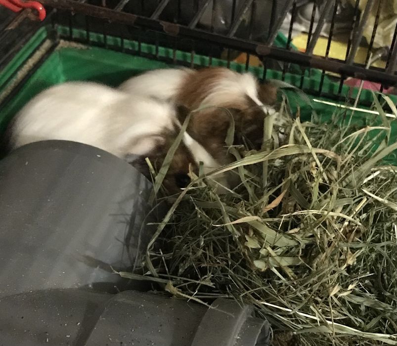 Сено для грызунов. Палочки фруктовых деревьев и кустов.