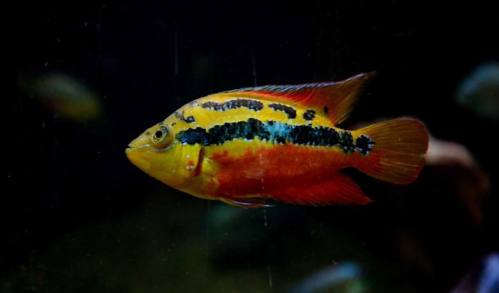 Pielęgnica diamentowa - Trichromis salvini - dowozimy, wysyłamy