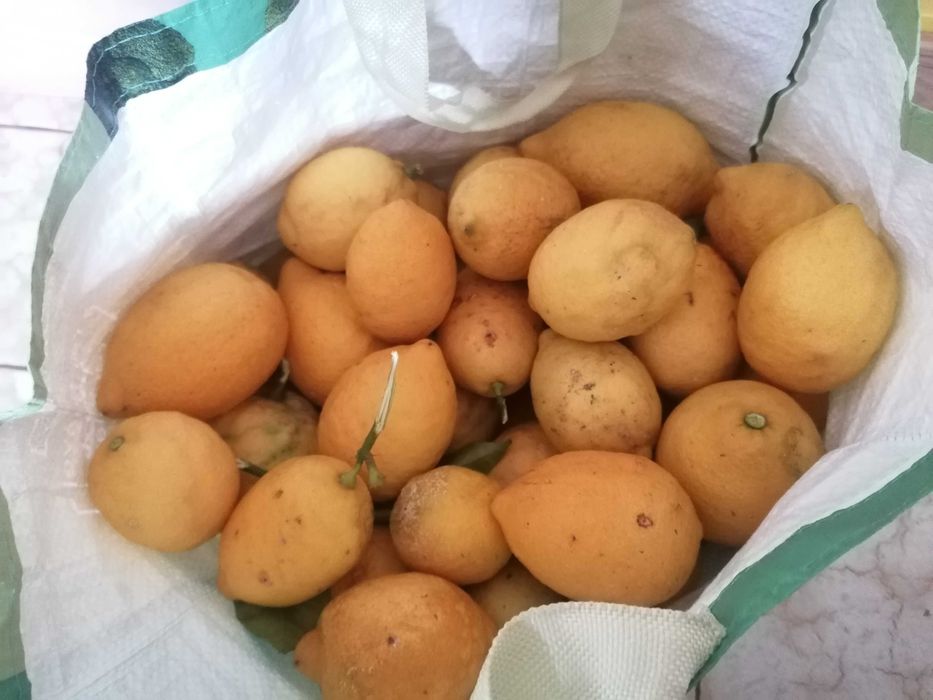 Limões de produção caseira.