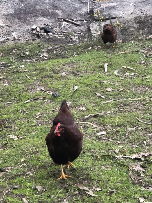 Ovos - Rhode island red e sussex ligth.
