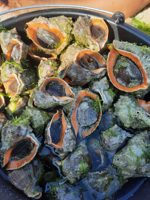 РАПАНИ в ракушках