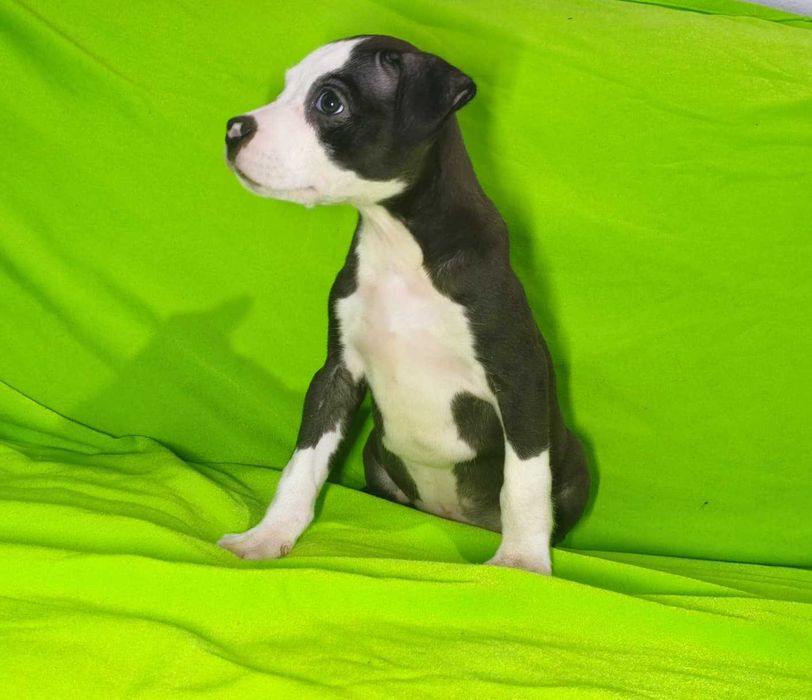 macho american pitbull terrier