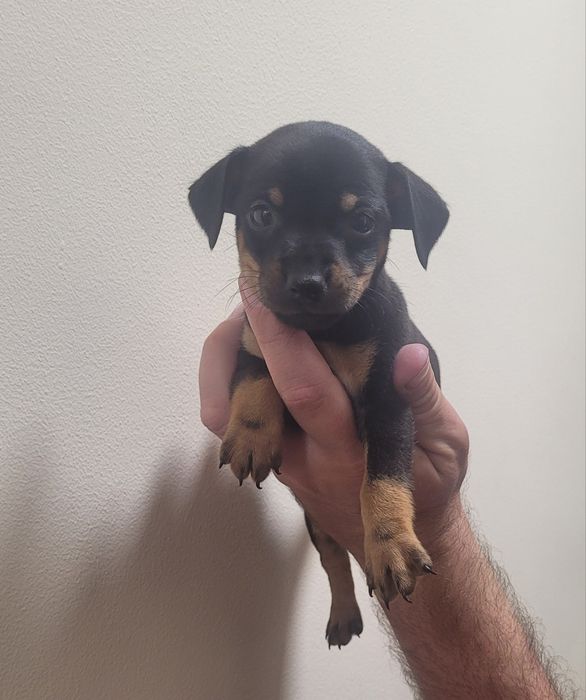 Pinscher mini macho