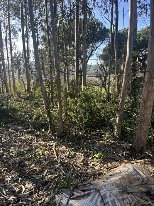 **NOVO PREÇO** Terreno com contentor Famalicão/Nazaré