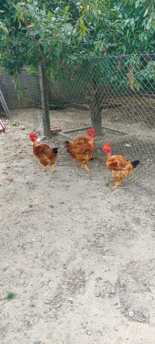 Frangos caseiros vermelhos?