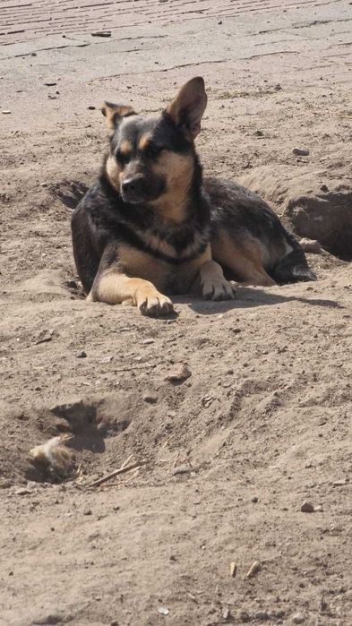 Roczne suczki do adopcji.