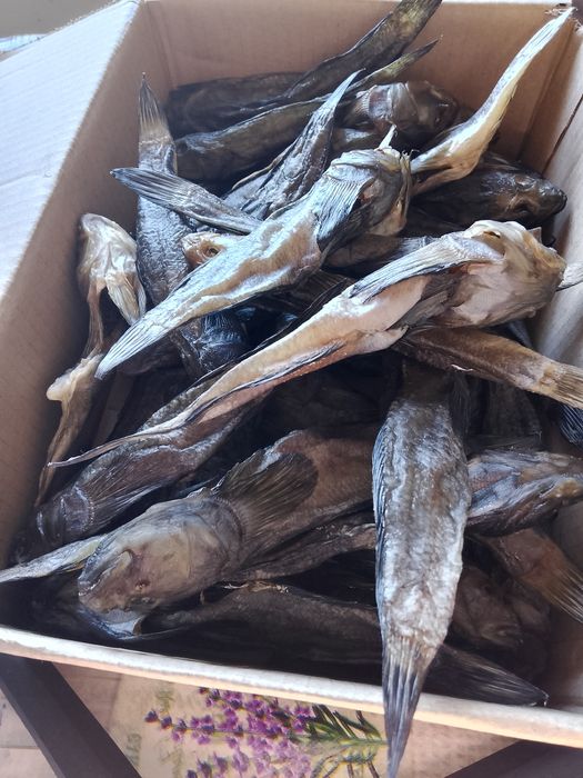 Бичок балтійський