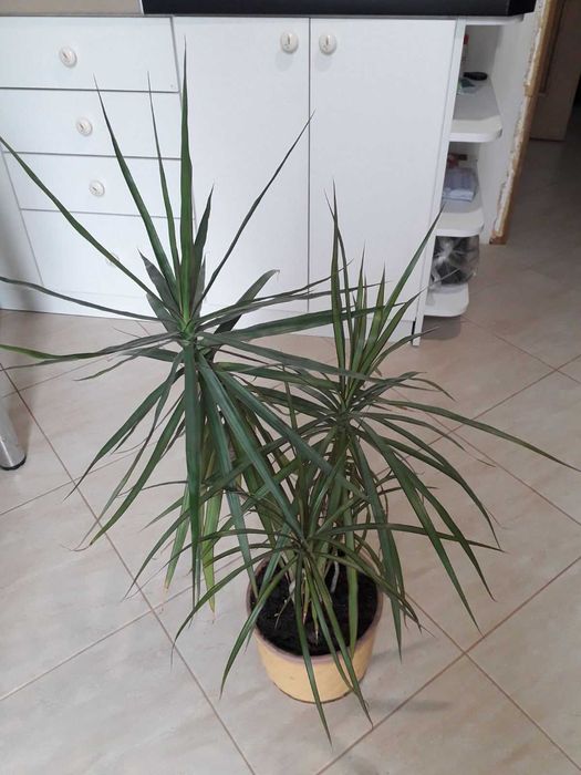 Драцена пальма Драконовое дерево