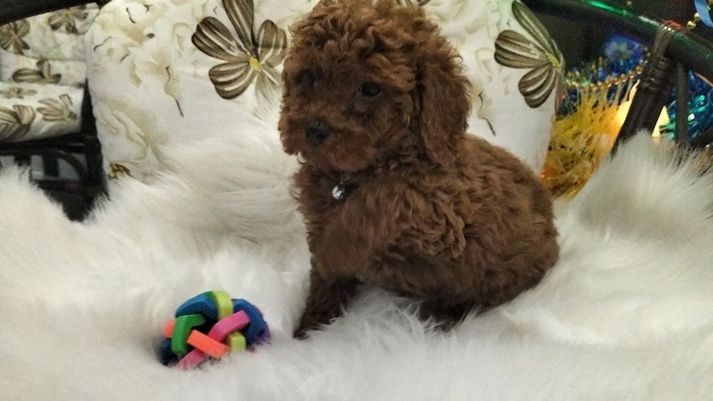 Пудель із питомника BEST DOGS OF