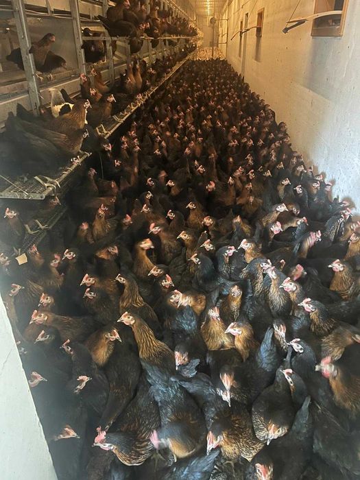 Kury nioski młode zdrowe z jajkiem ! Dominant Zielononóżka !