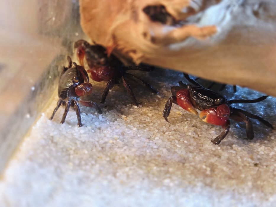 Krab mangrowy wodno-lądowy