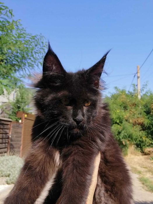 Кошечка Мейн Кун  Maine Coon