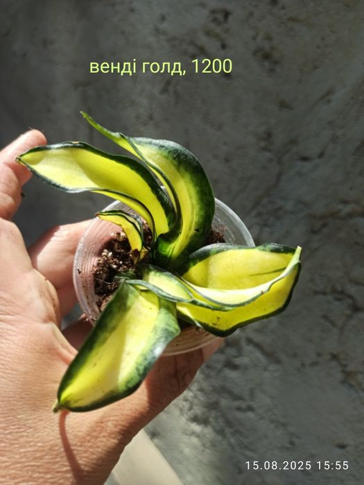 Сансевієрії Індонезія