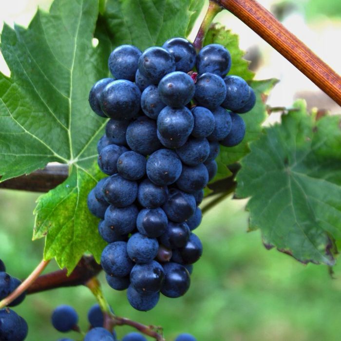 Ciemne winogrona i aronia