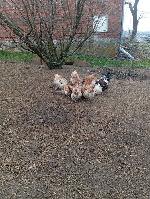 Sprzedam kury faberola