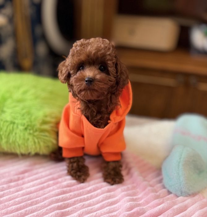 Той пудель ред боаун -міні  формат тікап