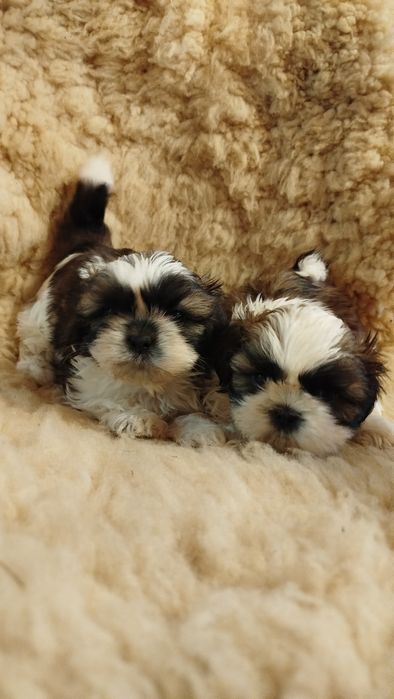 Szczeniak rasy Shih tzu