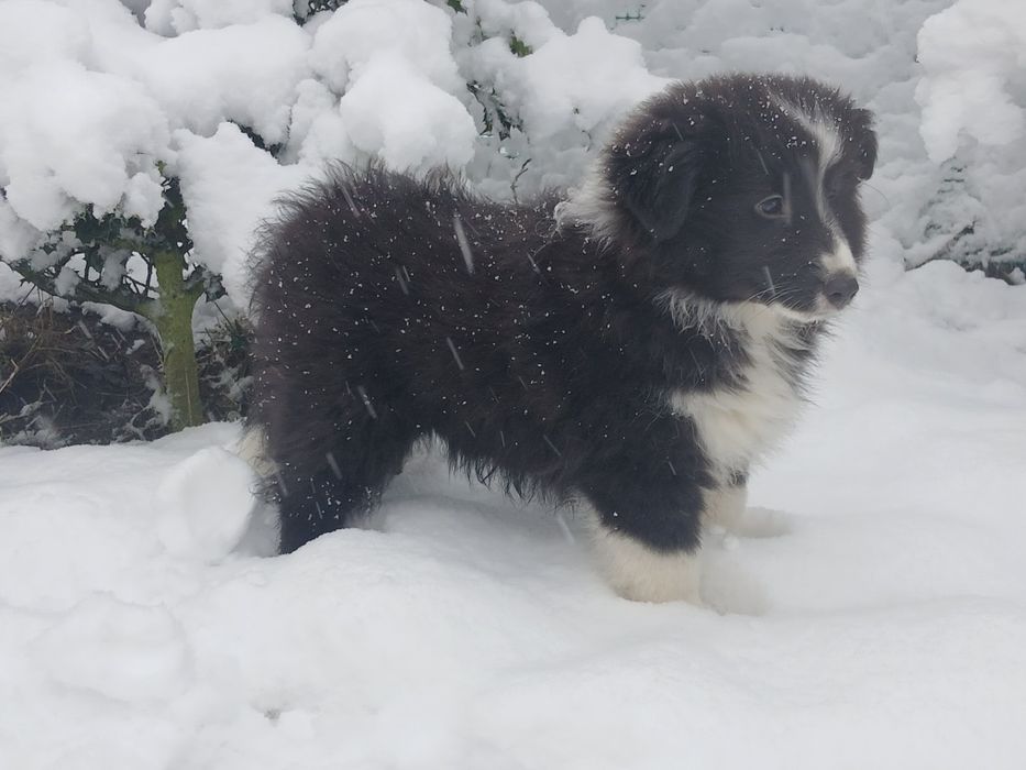 Owczarek szetlandzki - piesek bi black