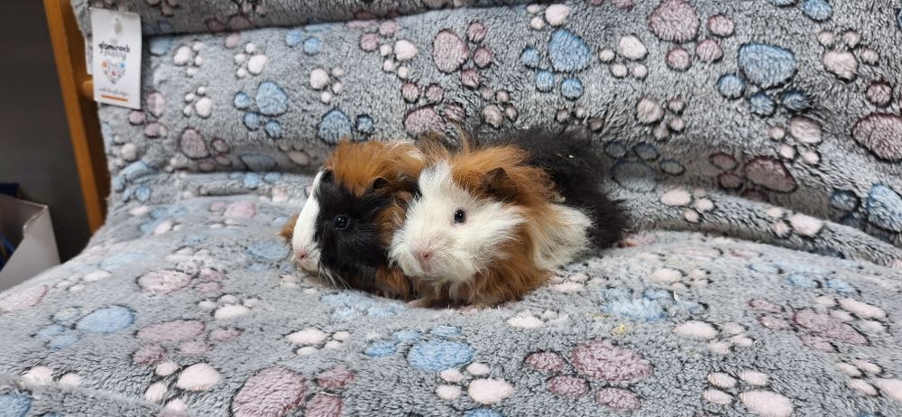 Swinki morskie samiczki Peruwianki.