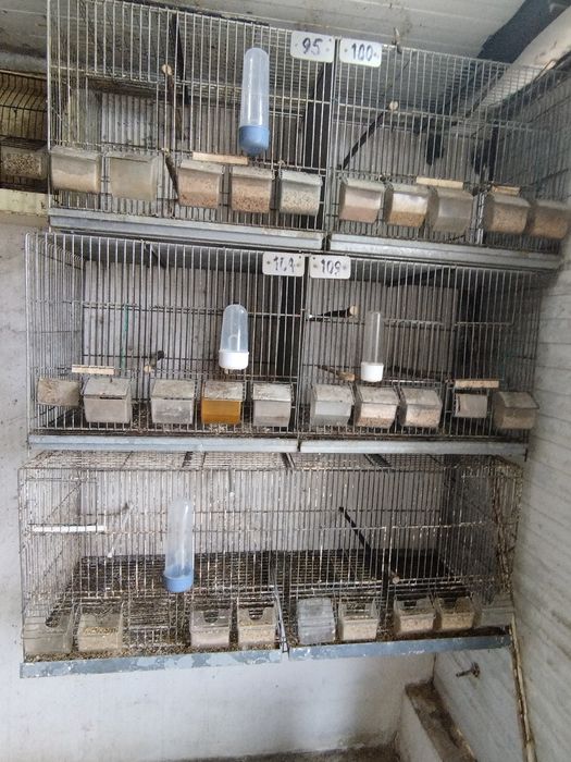 Gaiolas usadas de passaros