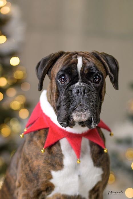 Bokser rasowy szczeniak ZKwP/FCI