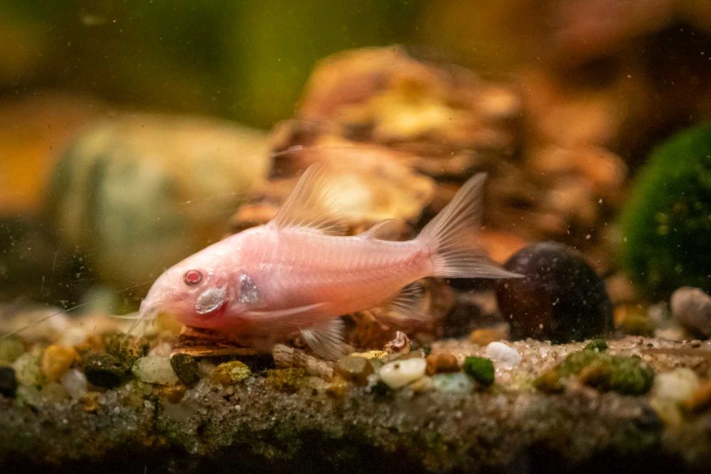 Kirys kirysek albinos spiżowy - Corydoras