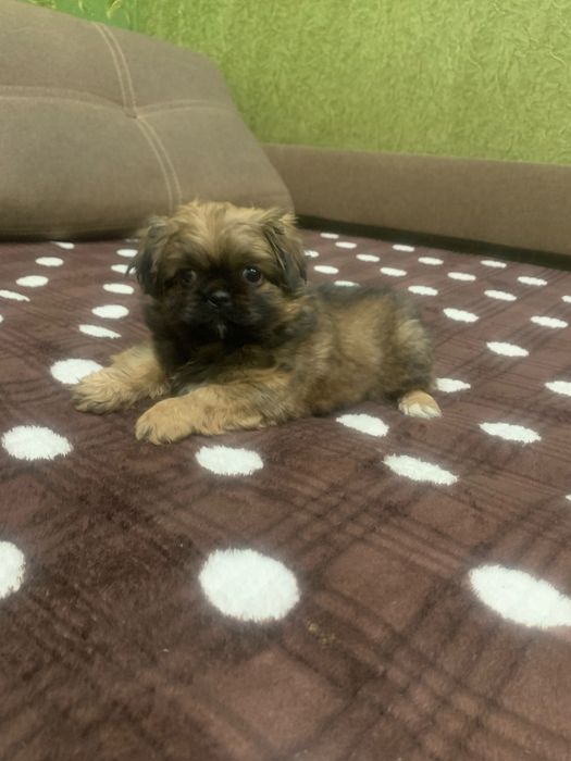 Продам цуценят Пекінесиків