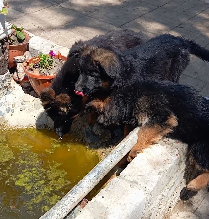 Питомник "ZOLOTOY PYT'.."предлогает щенков стандартной и длинношерстно