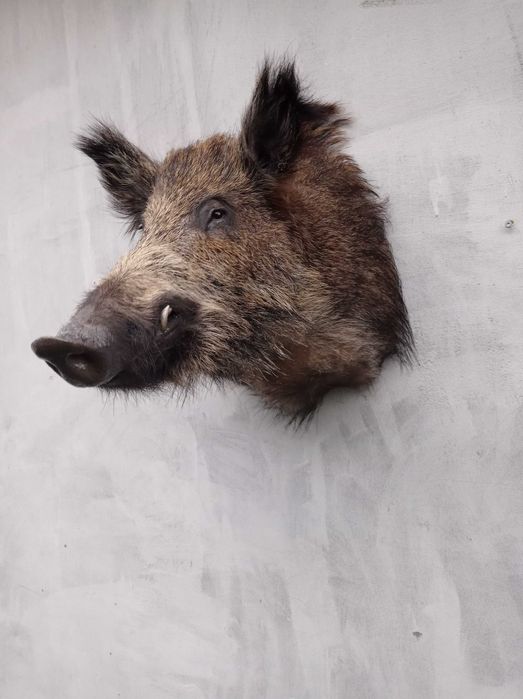 medalion dzika trofea lowiectwo eksponat prezent rzezba