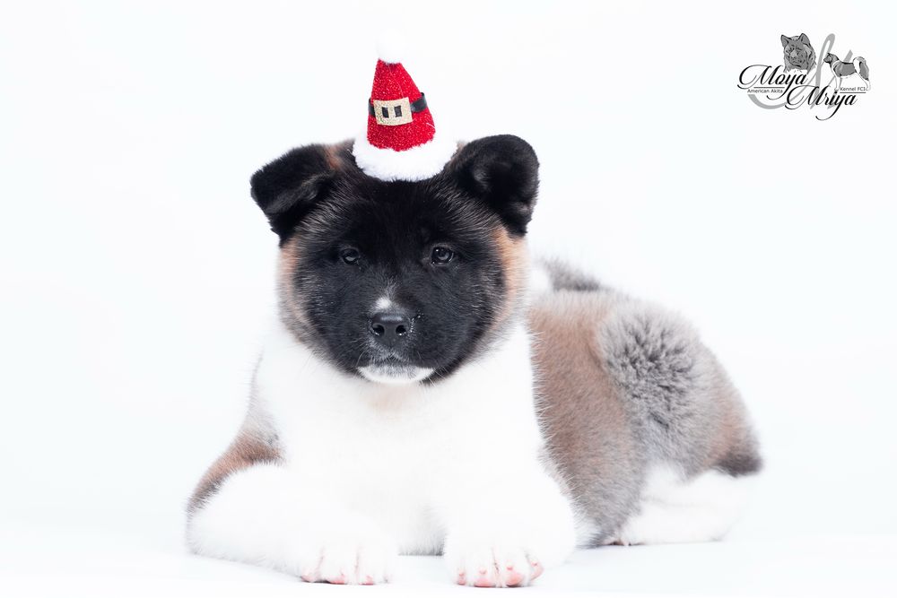 Американскька акіта/ американская акита / american akita