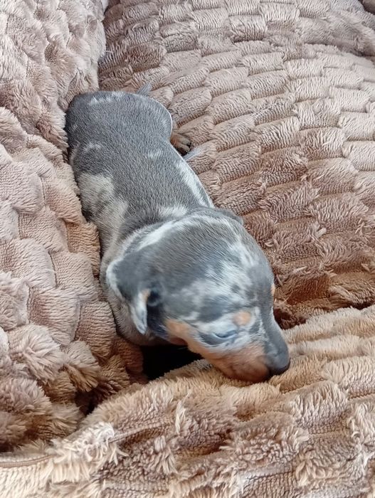 Teckel kaninchen Merle blue