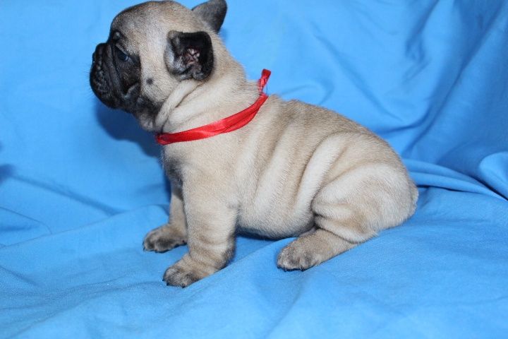 Купить девочку французского бульдога в питомнике