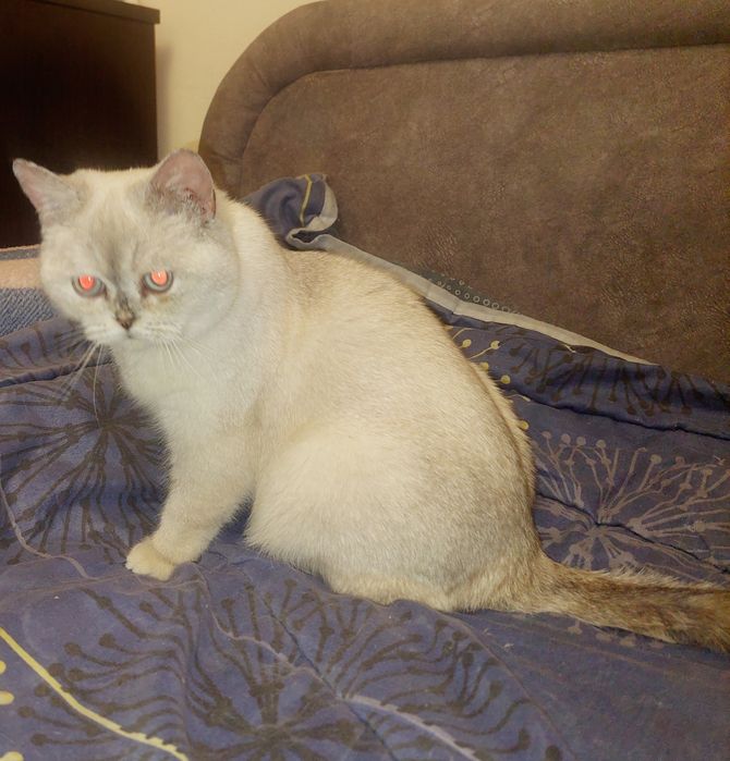 Скоттиш страйт девочка