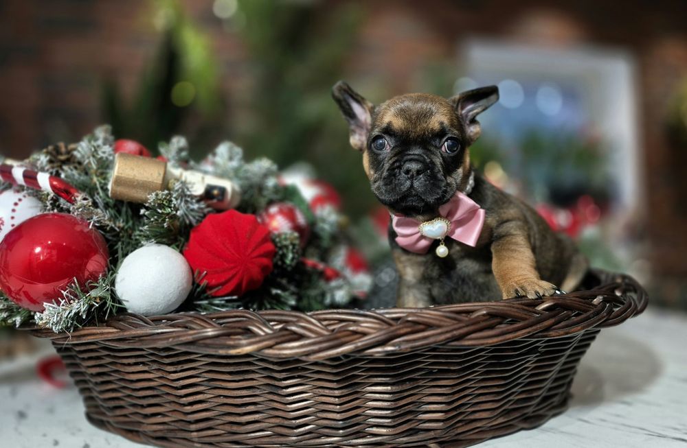 BAMBI dziewczynka buldog francuski dostępna do rezerwacji