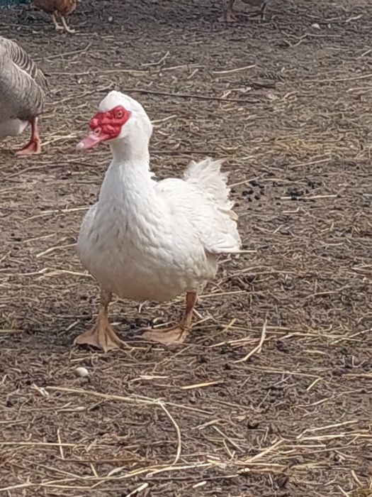 Patos mudos nascidos em 2025.