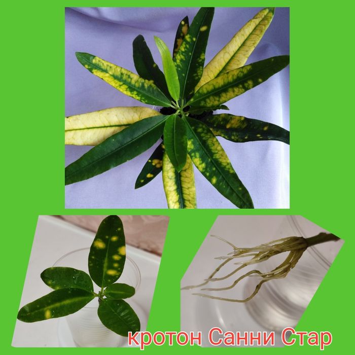 Фикусы 6 сортов; кротоны Голд Сан  и Санни Стар; сингониумы и драцены