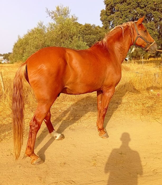 Cavalo manso montado