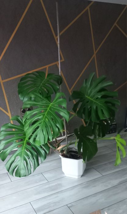 Монстера вазон висотою 1 м 10 см