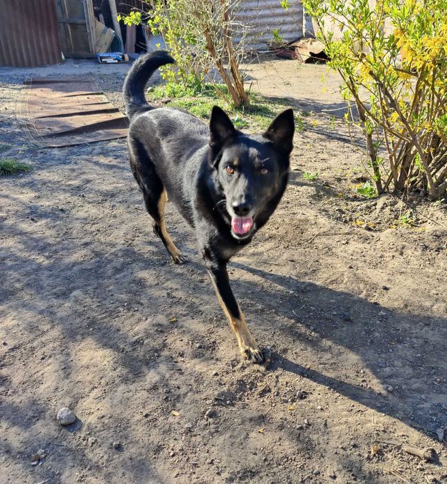 Красива, добра особлива собака Лада ТЕРМІНОВО в люблячу родину!