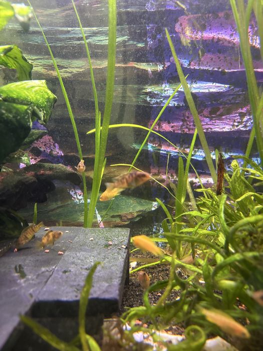 Ciclideos criacao propria