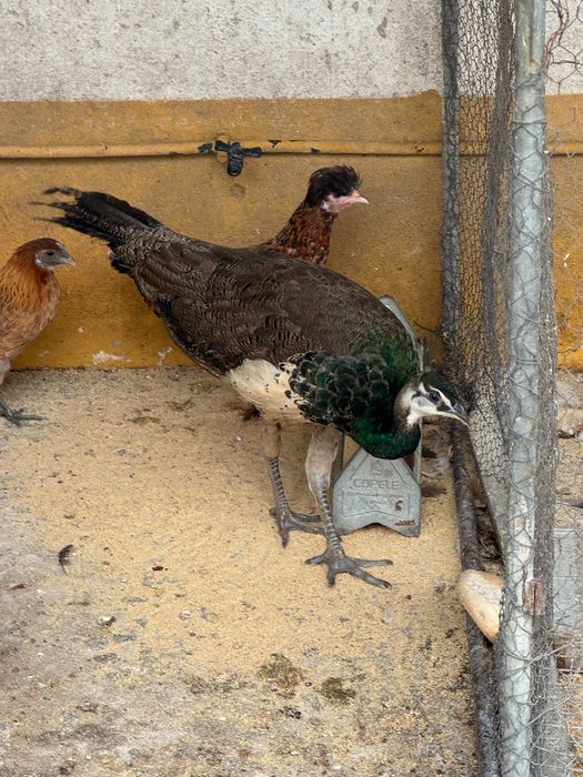 Pavoa em Évora para venda
